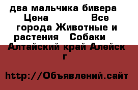 два мальчика бивера › Цена ­ 19 000 - Все города Животные и растения » Собаки   . Алтайский край,Алейск г.